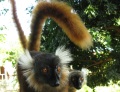 Lemuri di fretta